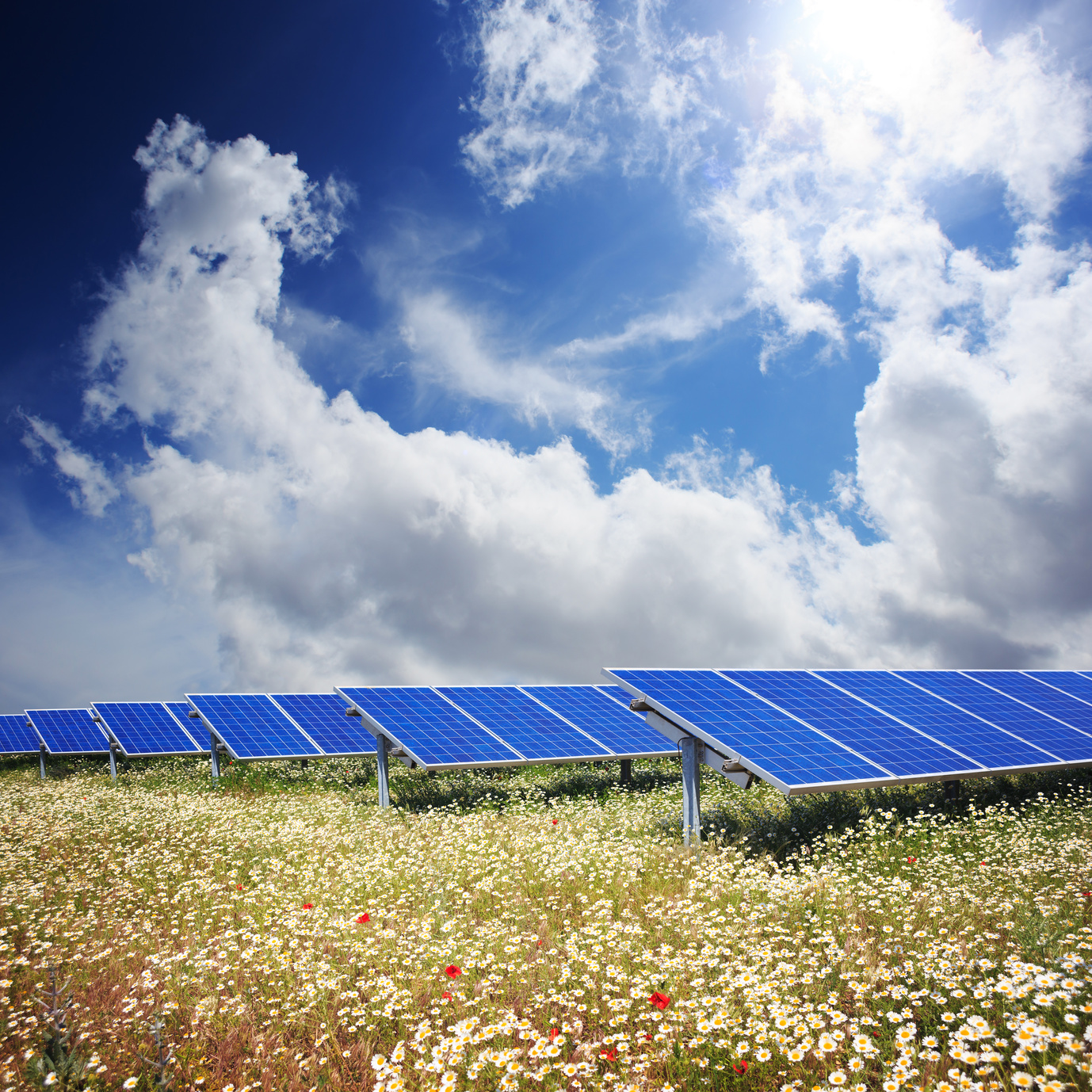 Agrivoltaïsme : et si les panneaux solaires amélioraient les cultures ?