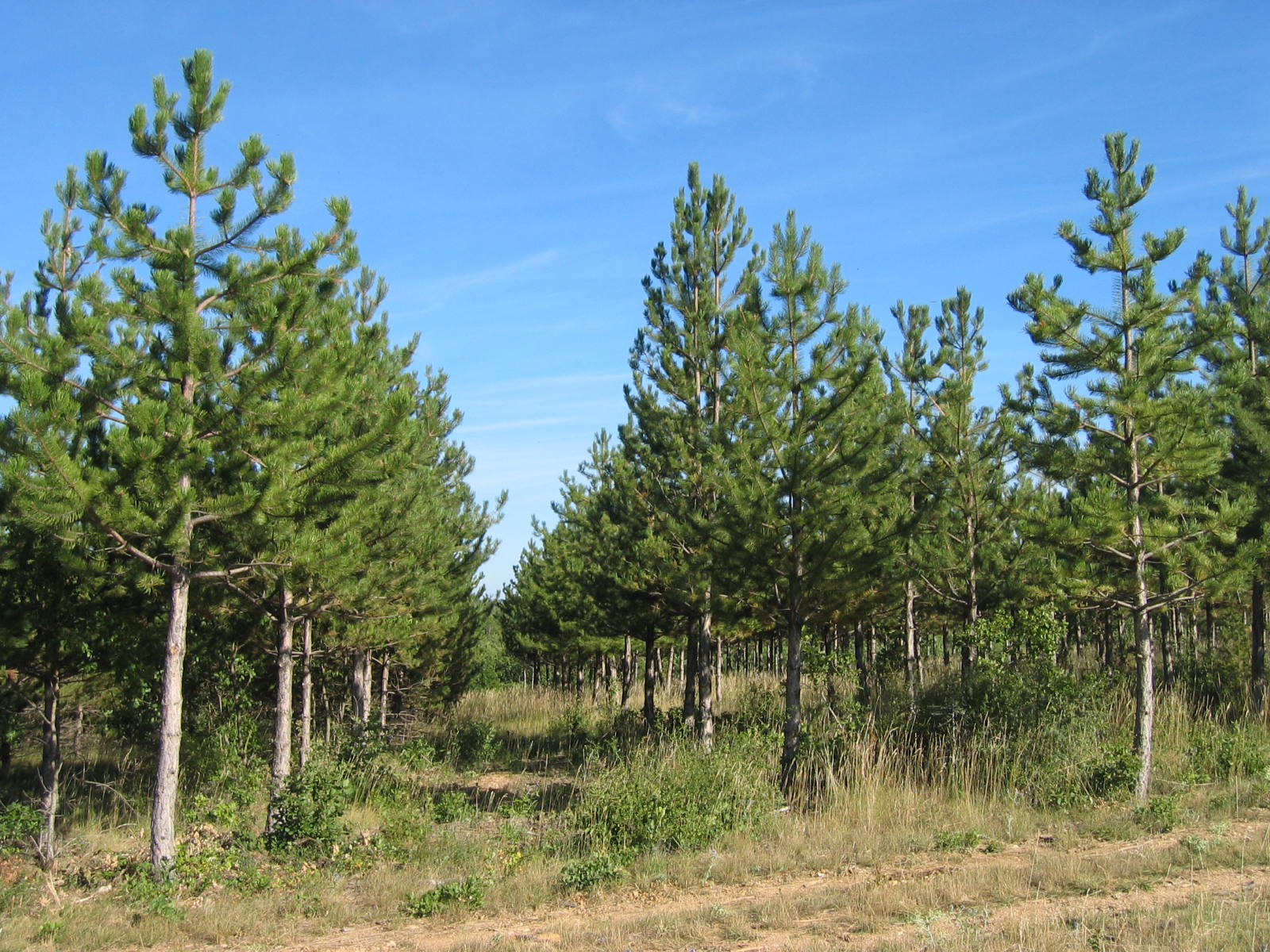 Planter des arbres pour stocker du CO2 ? Rencontre avec Luc Poyer