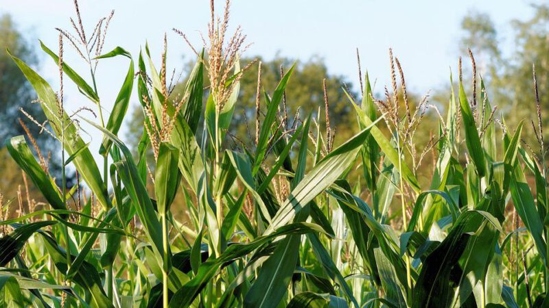 Rencontre avec un agriculteur producteur de gaz renouvelable